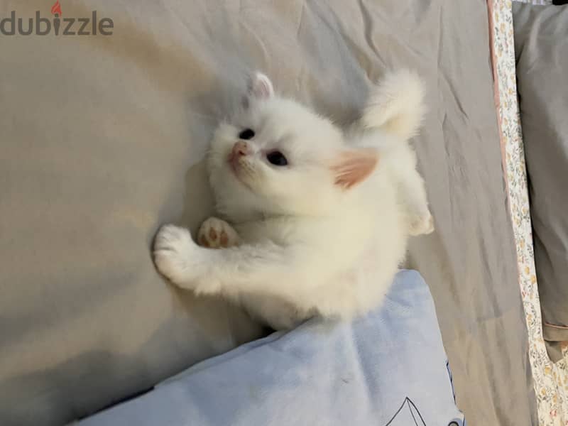 cute kittens 1