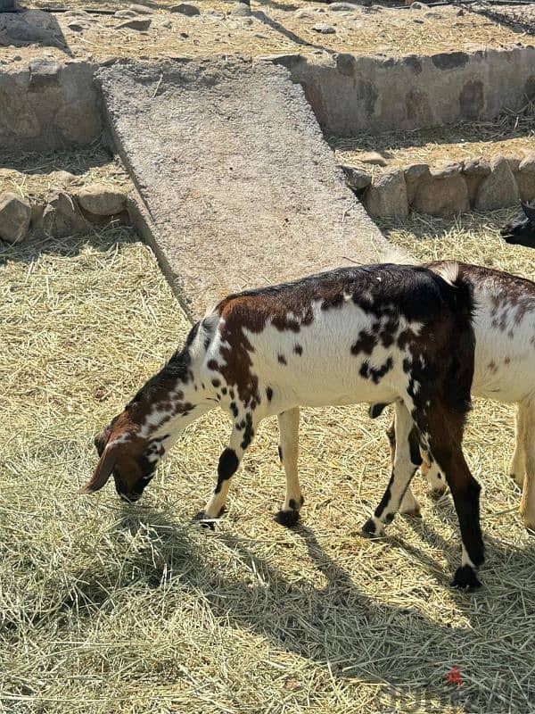 غنم صلاليات صخله + 3تيوس  اقراء الوصف تحت 1