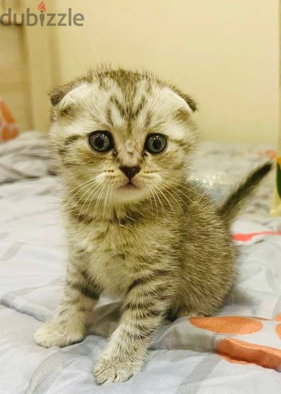 little cat Scottish fold 0