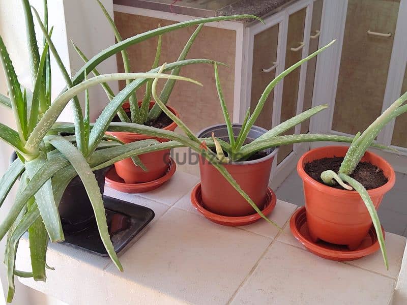 Aloevera plants for sale 2