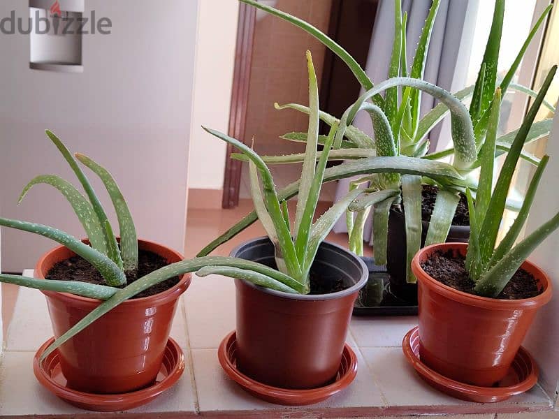 Aloevera plants for sale 3