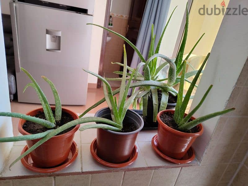 Aloevera plants for sale 4