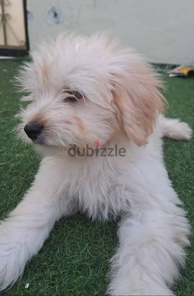 maltese dog مالتيز