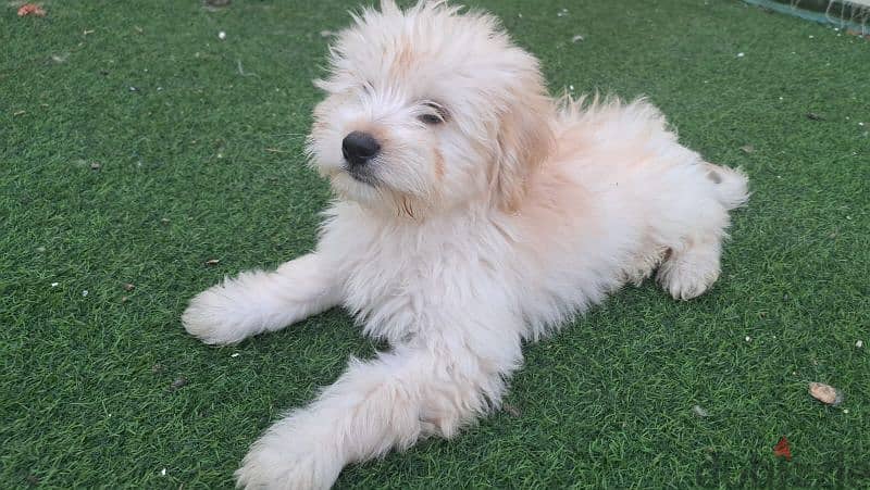 maltese dog مالتيز 2