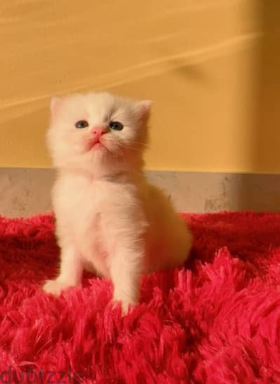 Persian Kitten