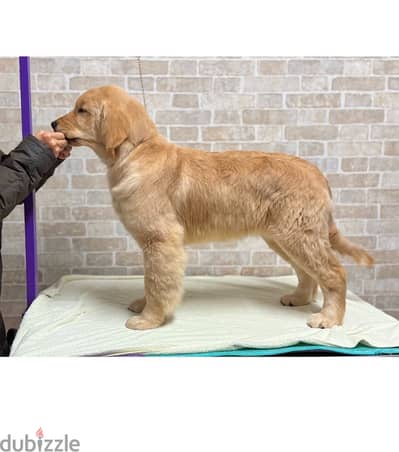 AKC Golden Retriever Puppies. WhatsApp.  ‪ +1 (484) 718‑9164‬