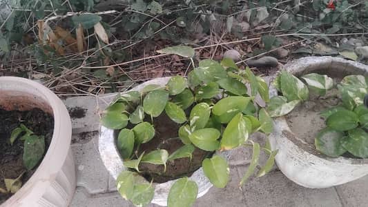 healthy money plants in cemented pot