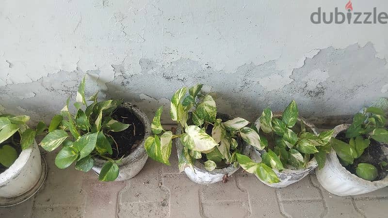 healthy money plants in cemented pot 1