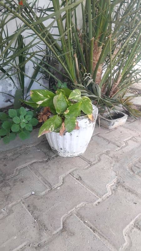 healthy money plants in cemented pot 2