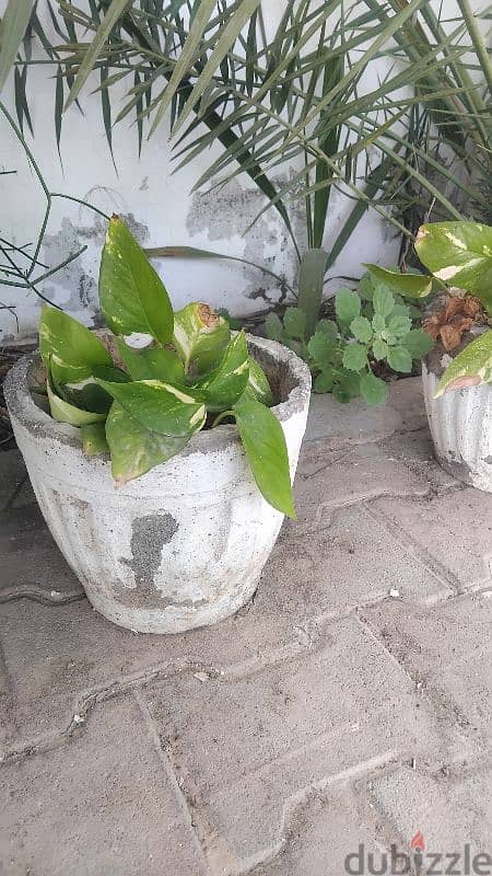 healthy money plants in cemented pot 3