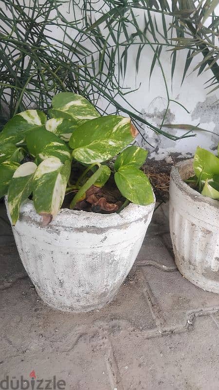 healthy money plants in cemented pot 4