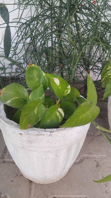 healthy money plants in cemented pot 5