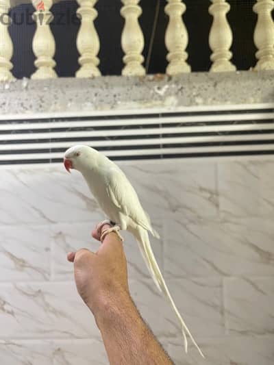 Albino and Latino hand team parrot for each 110