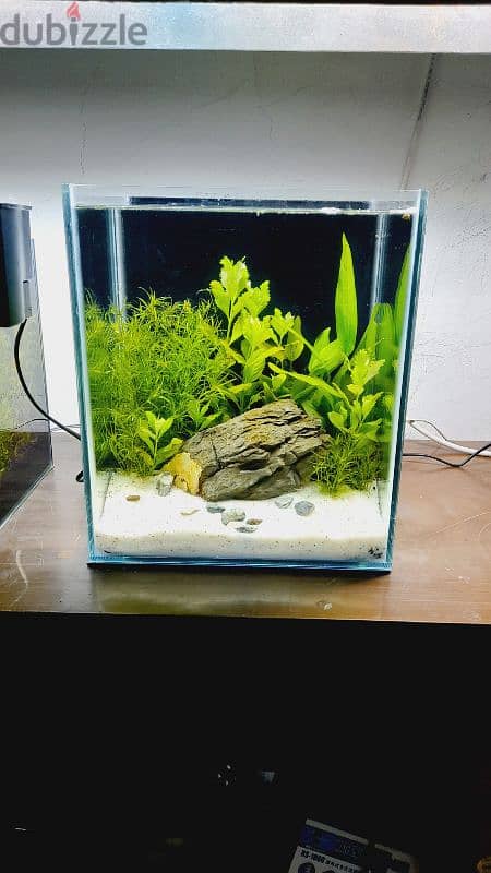 Selling a new planted aquarium 0