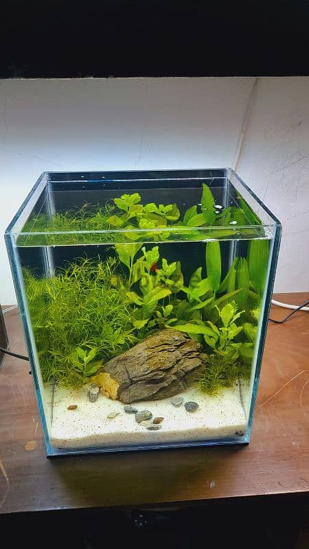 Selling a new planted aquarium 2