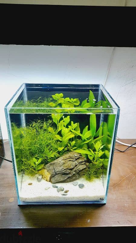 Selling a new planted aquarium 4