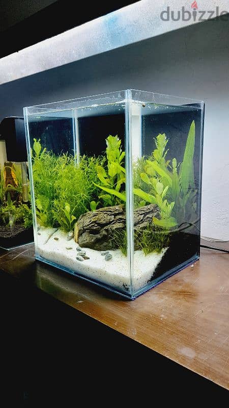 Selling a new planted aquarium 5