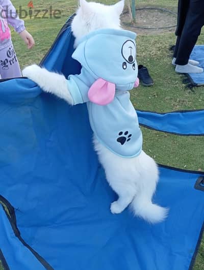 Turkish angora cat