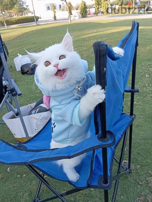 Turkish angora cat 2