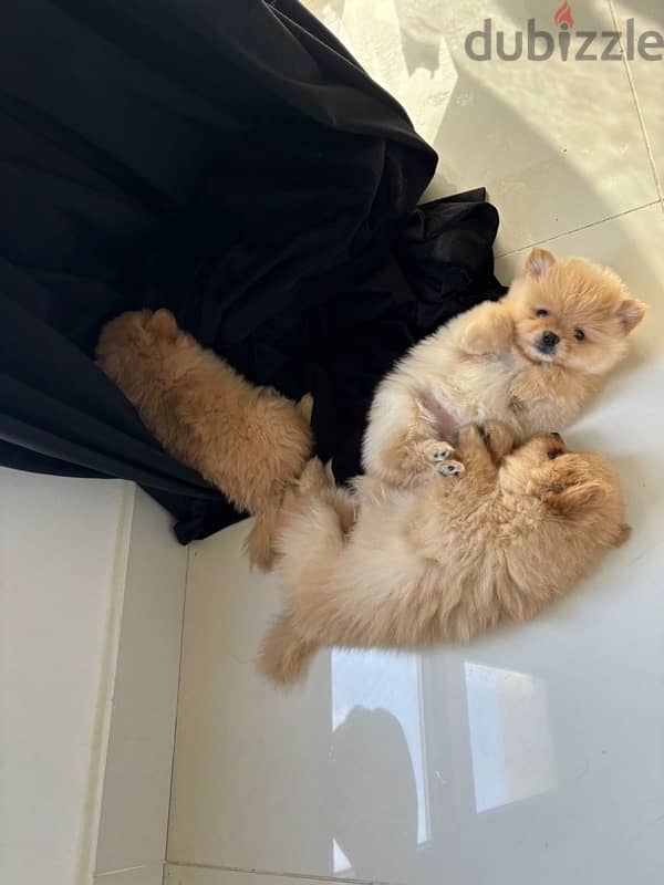 pomeranian dog 4