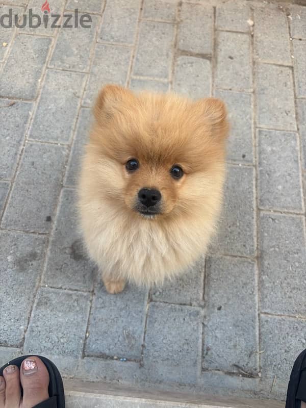 pomeranian dog 5