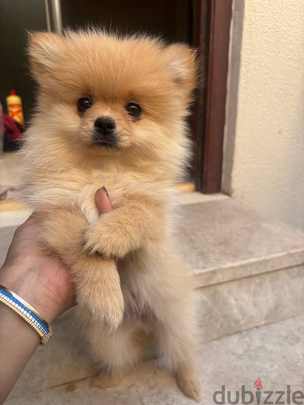 pomeranian dog 6