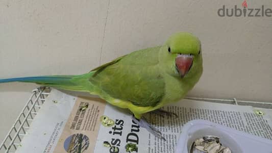 Parrot for sale