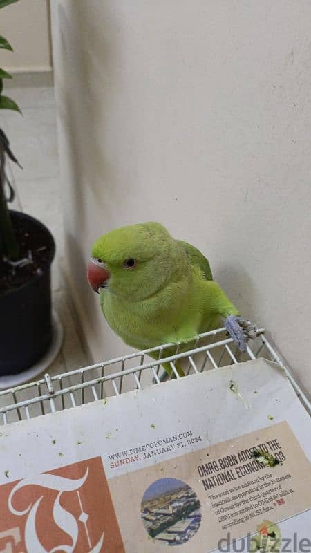 Parrot for sale 1