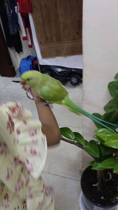 Parrot for sale 3