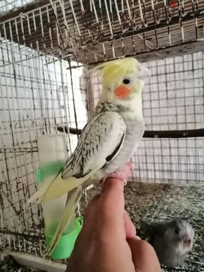 Tamed 2 month old cockatiel