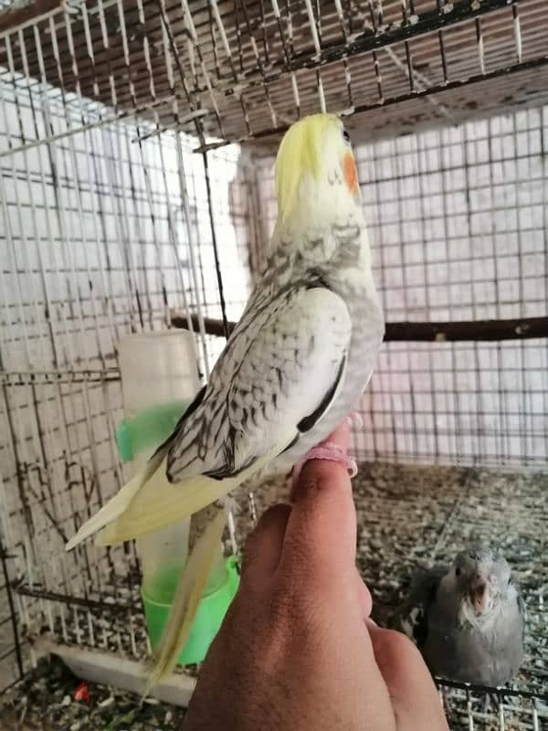 Tamed 2 month old cockatiel 1