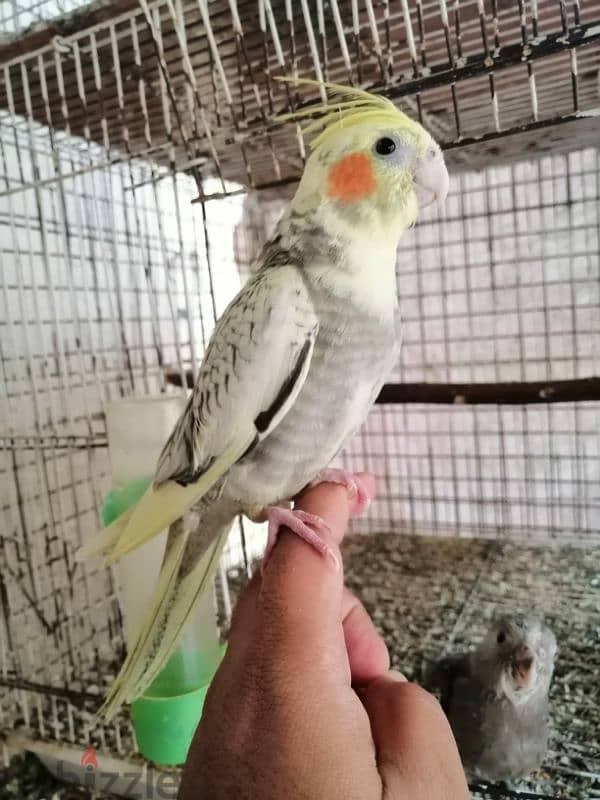 Tamed 2 month old cockatiel 2