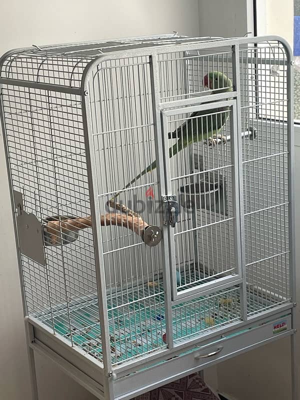 Green Parrot + Cage 0