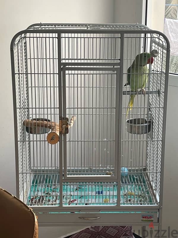 Green Parrot + Cage 1