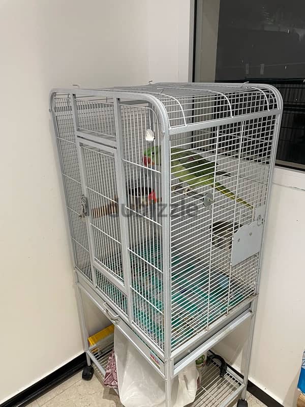 Green Parrot + Cage 3