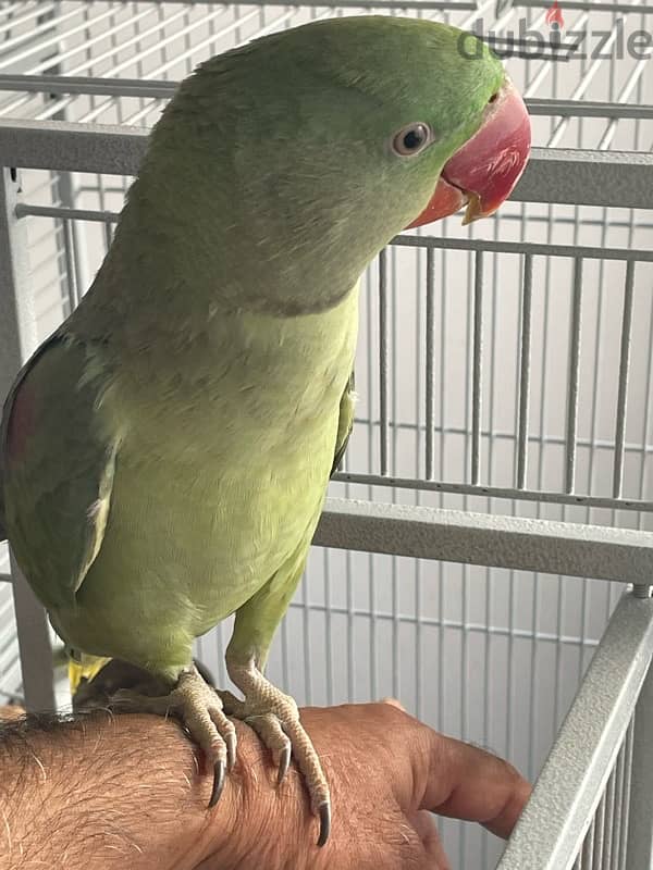 Green Parrot + Cage 4