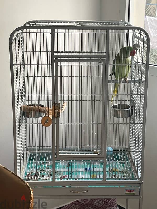 Green Parrot + Cage 5