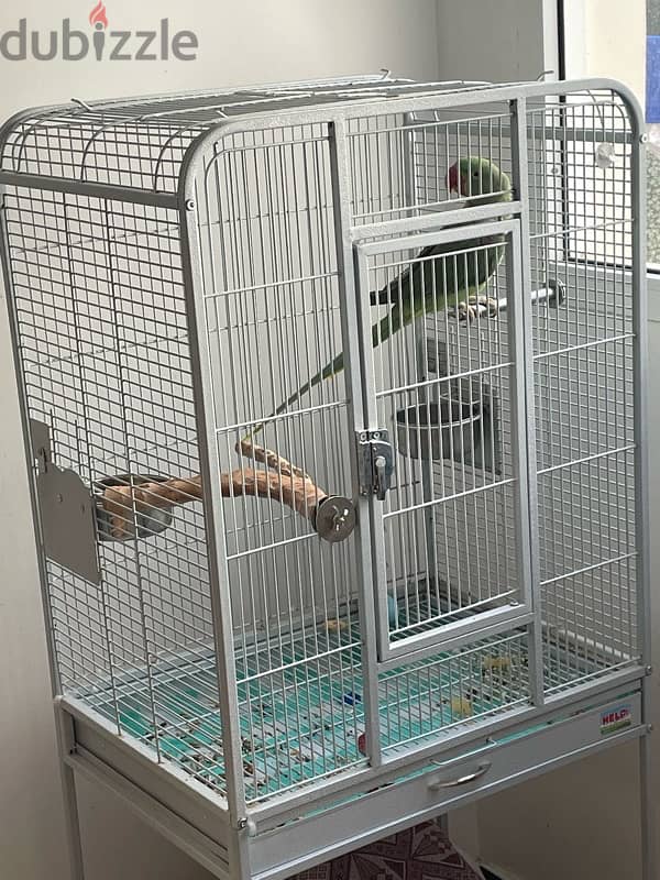 Green Parrot + Cage 6