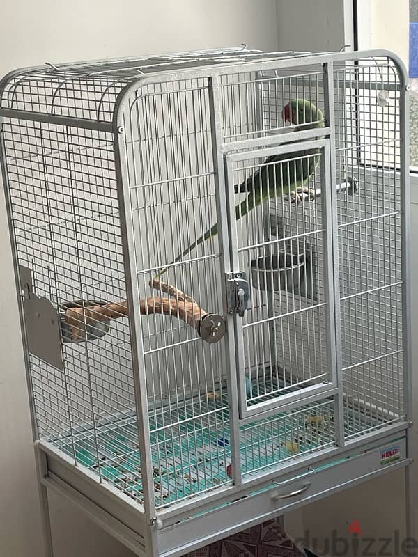 Green Parrot + Cage 11