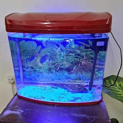 Fishh Tank