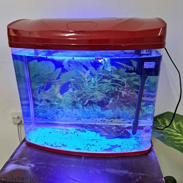 Fishh Tank 0