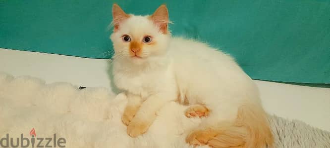 Persian Kitten 00968-97426245