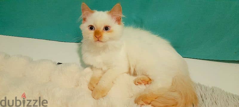 Persian Kitten 00968-97426245 0