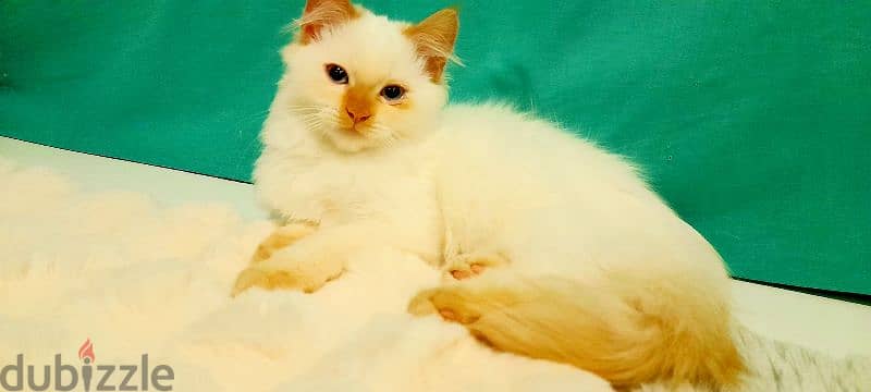 Persian Kitten 00968-97426245 1