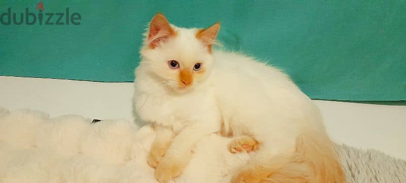 Persian Kitten 00968-97426245 2