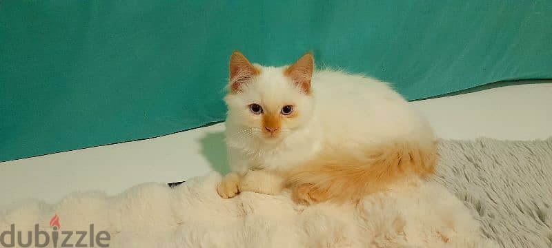 Persian Kitten 00968-97426245 3