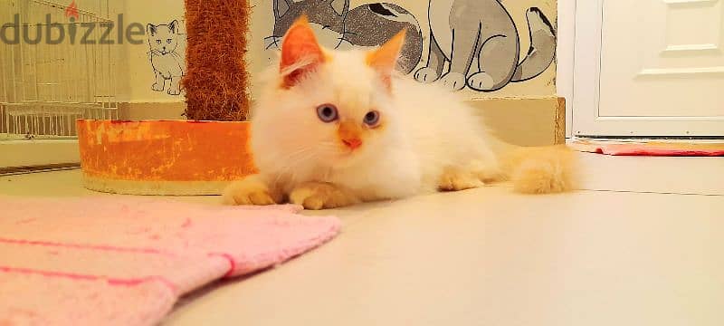 Persian Kitten 00968-97426245 6