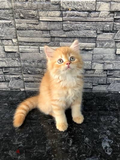 Persian Kitten