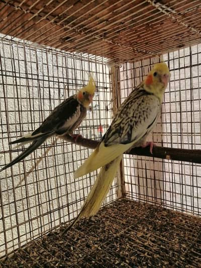 4 cockatiel chicks available ( 1 - 2 months).