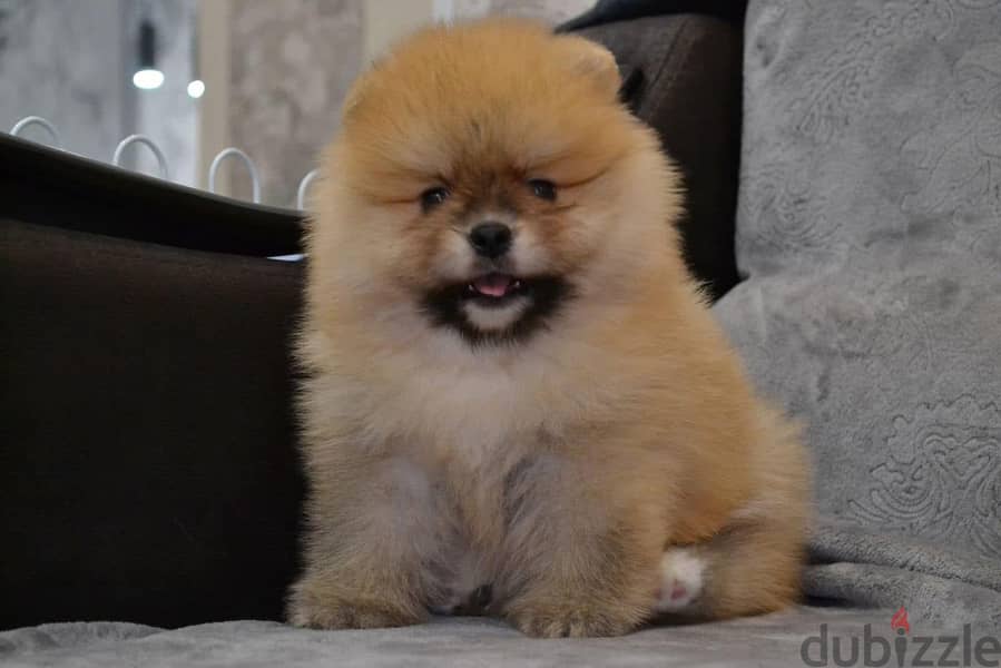 Male & Female Pomeranian for sale 2